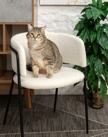 Стул Stool Group Нэлли белый